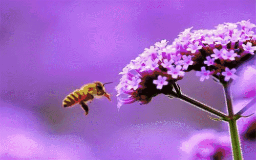 9.GIF